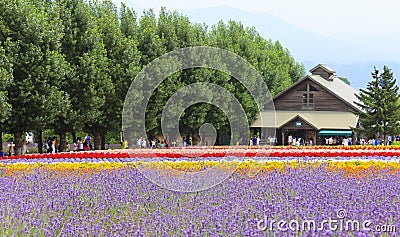 Lavender and colorful flower fields at Furano, Hokkaido Stock Photo